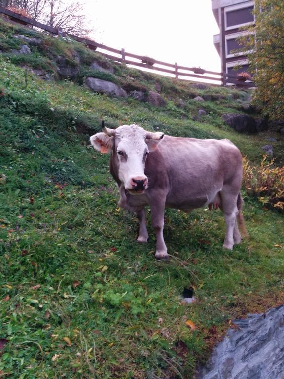 Apartamentos Multibaqueira Baqueira Beret Zewnętrze zdjęcie